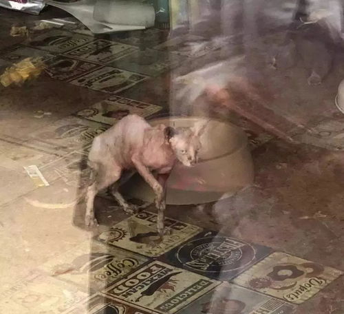 在广州享受着997福报的阿猫阿狗 治愈还是致郁